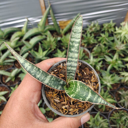 Sansevieria Fischeri, real gallery image #6 plants. Picture taken directly from kaktus.id community Sansevieria farmer green houses.
