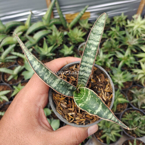 Sansevieria Fischeri, real gallery image #7 plants. Picture taken directly from kaktus.id community Sansevieria farmer green houses.