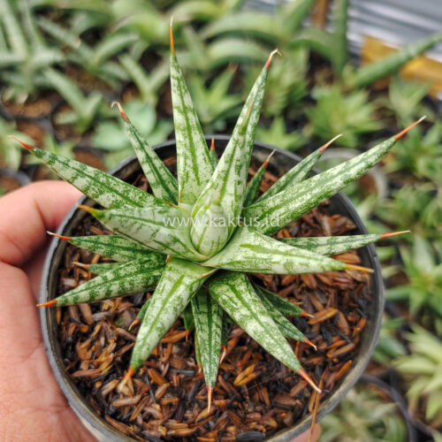 Sansevieria Francisii Gracilis, real gallery image #1 plants. Picture taken directly from kaktus.id community Sansevieria farmer green houses.