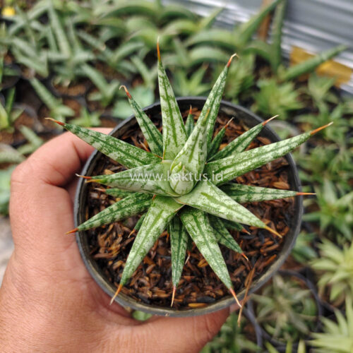 Sansevieria Francisii Gracilis, real gallery image #4 plants. Picture taken directly from kaktus.id community Sansevieria farmer green houses.