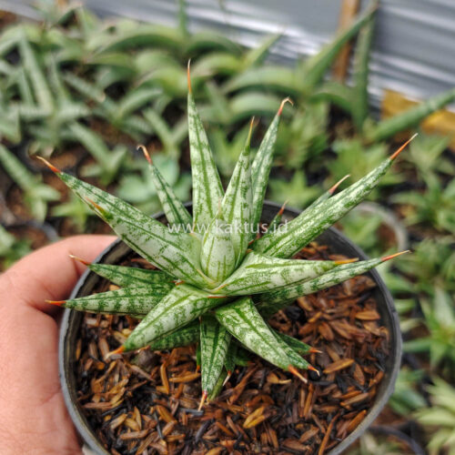 Sansevieria Francisii Gracilis, real gallery image #5 plants. Picture taken directly from kaktus.id community Sansevieria farmer green houses.