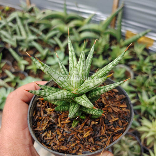Sansevieria Francisii Gracilis, real gallery image #6 plants. Picture taken directly from kaktus.id community Sansevieria farmer green houses.