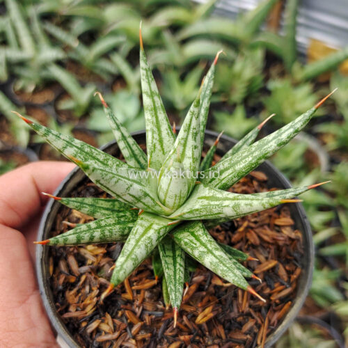 Sansevieria Francisii Gracilis, real gallery image #3 plants. Picture taken directly from kaktus.id community Sansevieria farmer green houses.