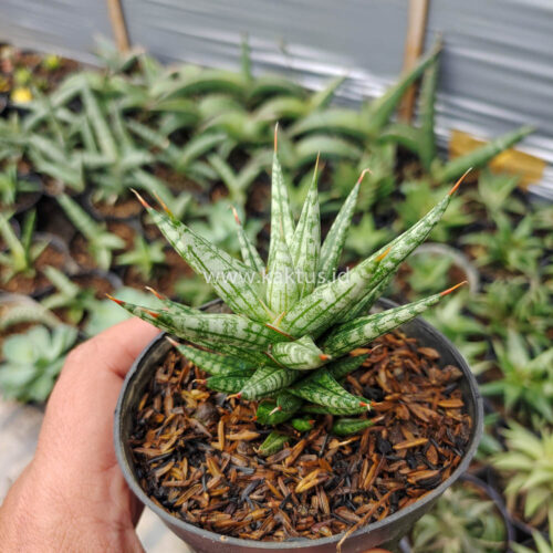 Sansevieria Francisii Gracilis, real gallery image #7 plants. Picture taken directly from kaktus.id community Sansevieria farmer green houses.