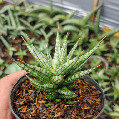 Sansevieria Francisii Gracilis, real gallery image #2 plants. Picture taken directly from kaktus.id community Sansevieria farmer green houses.