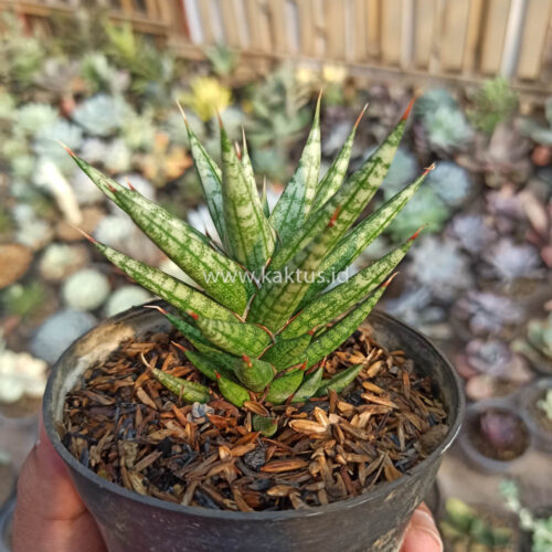 Sansevieria Francisii Gracilis, real gallery image #8 plants. Picture taken directly from kaktus.id community Sansevieria farmer green houses.