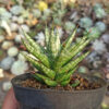 Sansevieria Francisii Gracilis, real feature image plant. Picture taken directly from kaktus.id community Sansevieria farmer green houses.