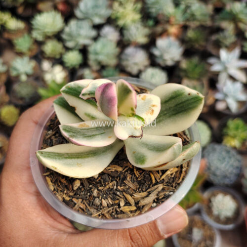 Crassula Ovata Succisa Trichotocephala Baksay Variegated, real gallery image #2 plants. Picture taken directly from kaktus.id community Crassula farmer green houses.