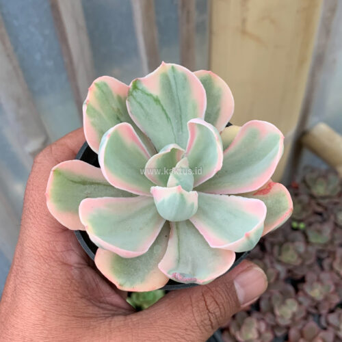Echeveria Chantilly Pink Angel, real gallery image #5 plants. Picture taken directly from kaktus.id community Echeveria farmer green houses.
