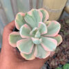 Echeveria Chantilly Pink Angel, real gallery image #4 plants. Picture taken directly from kaktus.id community Echeveria farmer green houses.