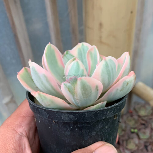 Echeveria Chantilly Pink Angel, real gallery image #3 plants. Picture taken directly from kaktus.id community Echeveria farmer green houses.