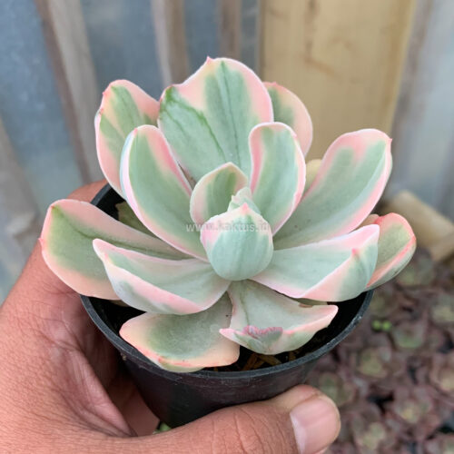Echeveria Chantilly Pink Angel, real gallery image #1 plants. Picture taken directly from kaktus.id community Echeveria farmer green houses.