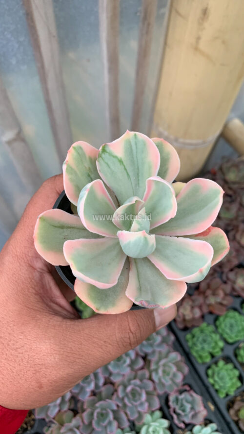 Echeveria Chantilly Pink Angel, real gallery image #2 plants. Picture taken directly from kaktus.id community Echeveria farmer green houses.