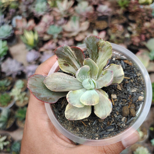 Echeveria Chantilly Chlorophyll, real gallery image #4 plants. Picture taken directly from kaktus.id community Echeveria farmer green houses.