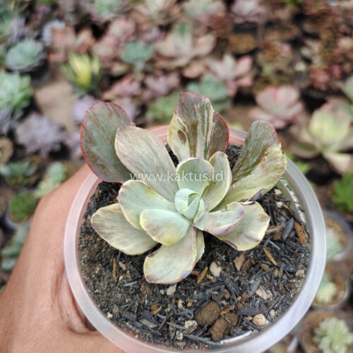 Echeveria Chantilly Chlorophyll, real gallery image #6 plants. Picture taken directly from kaktus.id community Echeveria farmer green houses.