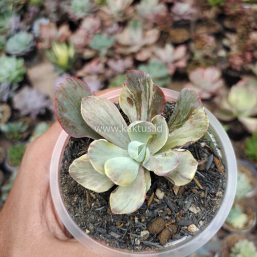 Echeveria Chantilly Chlorophyll, real gallery image #9 plants. Picture taken directly from kaktus.id community Echeveria farmer green houses.