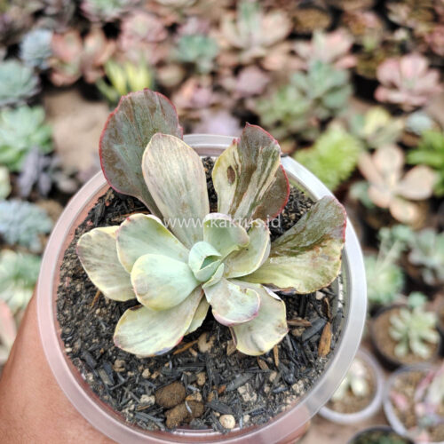 Echeveria Chantilly Chlorophyll, real gallery image #11 plants. Picture taken directly from kaktus.id community Echeveria farmer green houses.