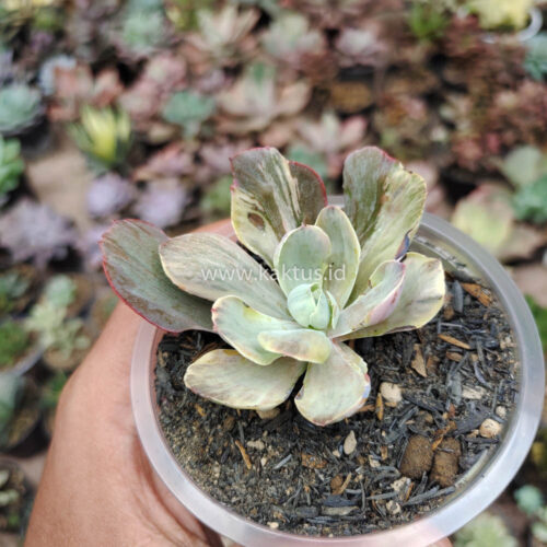 Echeveria Chantilly Chlorophyll, real gallery image #2 plants. Picture taken directly from kaktus.id community Echeveria farmer green houses.