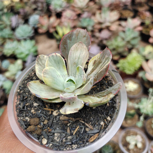 Echeveria Chantilly Chlorophyll, real gallery image #13 plants. Picture taken directly from kaktus.id community Echeveria farmer green houses.
