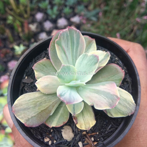 Echeveria Chantilly Chlorophyll, real gallery image #14 plants. Picture taken directly from kaktus.id community Echeveria farmer green houses.
