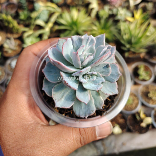 Echeveria Subsessilis Splash, real gallery image #1 plants. Picture taken directly from kaktus.id community Echeveria farmer green houses.