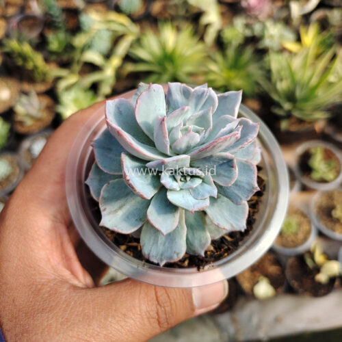 Echeveria Subsessilis Splash, real gallery image #3 plants. Picture taken directly from kaktus.id community Echeveria farmer green houses.