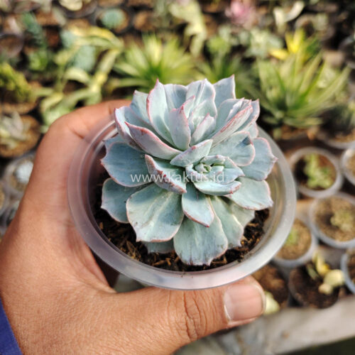 Echeveria Subsessilis Splash, real gallery image #4 plants. Picture taken directly from kaktus.id community Echeveria farmer green houses.