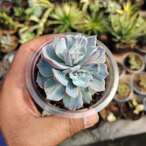 Echeveria Subsessilis Splash, real gallery image #5 plants. Picture taken directly from kaktus.id community Echeveria farmer green houses.