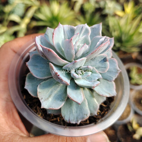 Echeveria Subsessilis Splash, real gallery image #2 plants. Picture taken directly from kaktus.id community Echeveria farmer green houses.