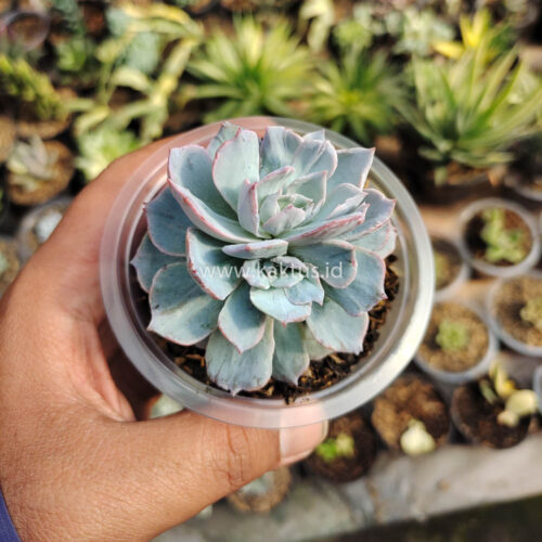 Echeveria Subsessilis Splash, real gallery image #6 plants. Picture taken directly from kaktus.id community Echeveria farmer green houses.