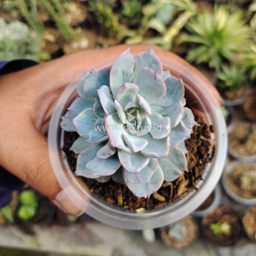 Echeveria Subsessilis Splash, real gallery image #7 plants. Picture taken directly from kaktus.id community Echeveria farmer green houses.