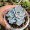 Echeveria Subsessilis Splash, real gallery image #8 plants. Picture taken directly from kaktus.id community Echeveria farmer green houses.
