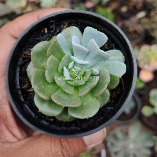 Echeveria Cubic Frost Hybrid, real gallery image #2 plants. Picture taken directly from kaktus.id community Echeveria farmer green houses.