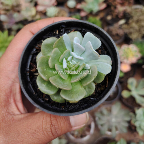 Echeveria Cubic Frost Hybrid, real gallery image #3 plants. Picture taken directly from kaktus.id community Echeveria farmer green houses.