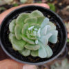 Echeveria Cubic Frost Hybrid, real gallery image #4 plants. Picture taken directly from kaktus.id community Echeveria farmer green houses.
