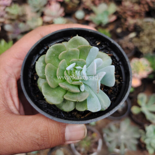 Echeveria Cubic Frost Hybrid, real gallery image #5 plants. Picture taken directly from kaktus.id community Echeveria farmer green houses.