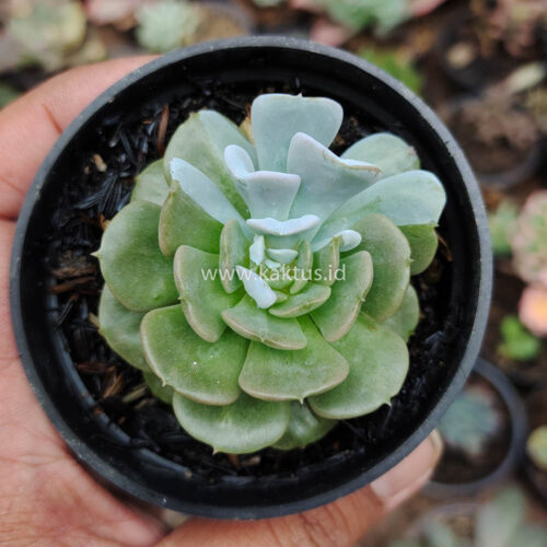 Echeveria Cubic Frost Hybrid, real gallery image #1 plants. Picture taken directly from kaktus.id community Echeveria farmer green houses.