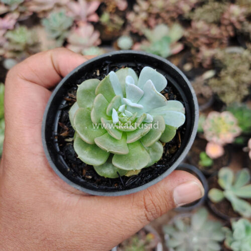 Echeveria Cubic Frost Hybrid, real gallery image #6 plants. Picture taken directly from kaktus.id community Echeveria farmer green houses.