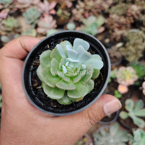 Echeveria Cubic Frost Hybrid, real gallery image #7 plants. Picture taken directly from kaktus.id community Echeveria farmer green houses.