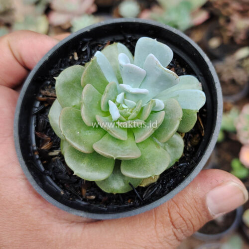 Echeveria Cubic Frost Hybrid, real gallery image #8 plants. Picture taken directly from kaktus.id community Echeveria farmer green houses.
