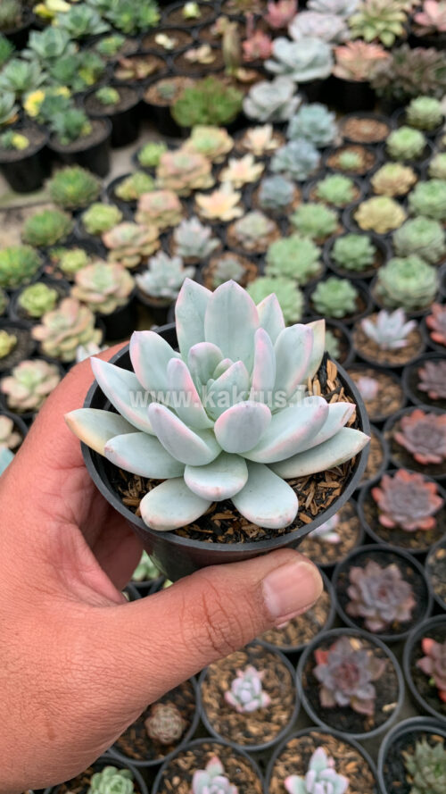 Pachyphytum Hookeri Variegated, real gallery image #3 plants. Picture taken directly from kaktus.id community Pachyphytum farmer green houses.