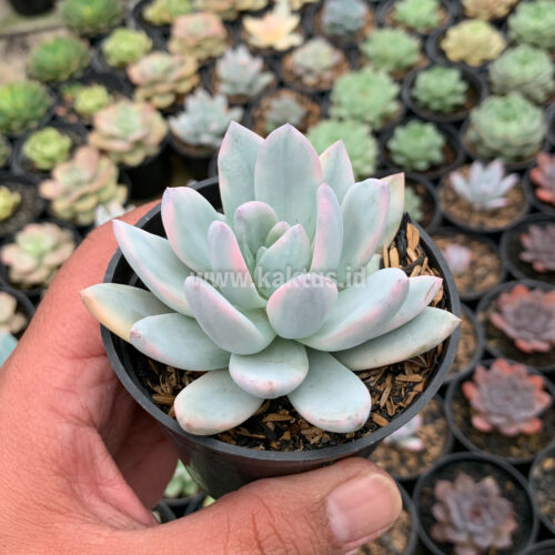 Pachyphytum Hookeri Variegated, real gallery image #2 plants. Picture taken directly from kaktus.id community Pachyphytum farmer green houses.