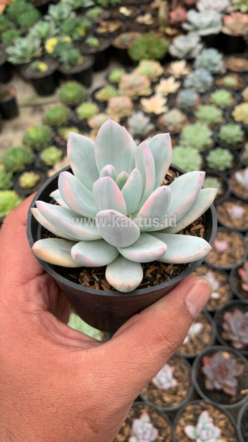 Pachyphytum Hookeri Variegated, real gallery image #7 plants. Picture taken directly from kaktus.id community Pachyphytum farmer green houses.