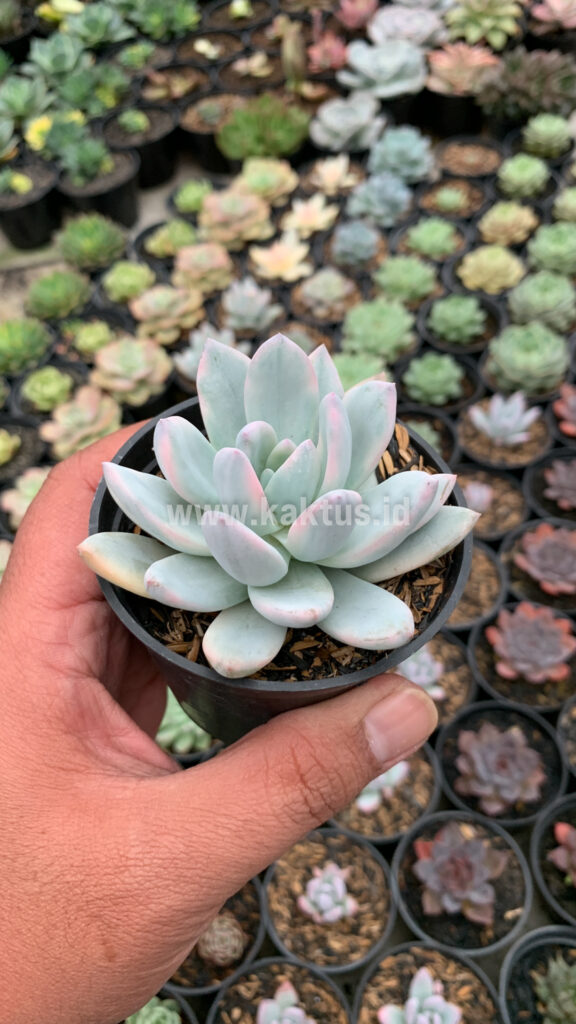kaktus.id