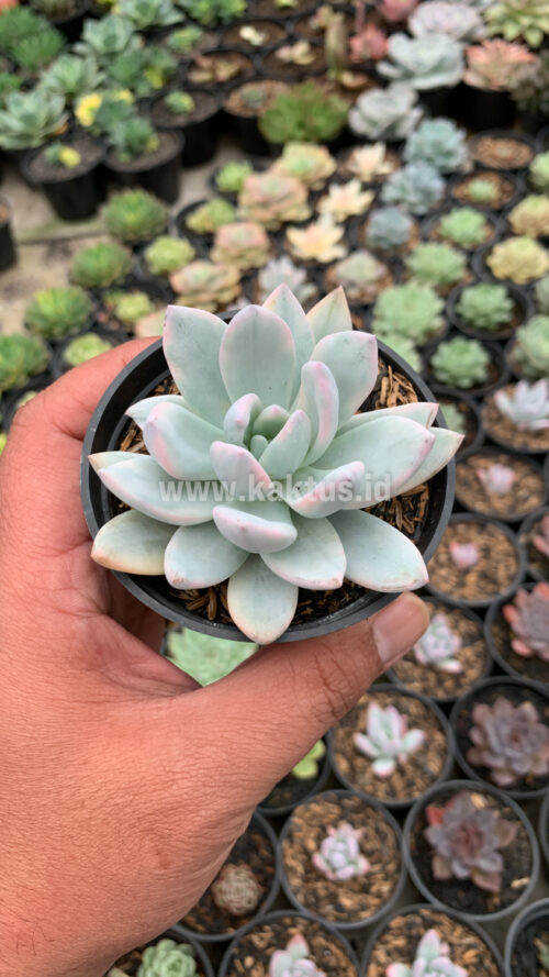 Pachyphytum Hookeri Variegated, real gallery image #5 plants. Picture taken directly from kaktus.id community Pachyphytum farmer green houses.