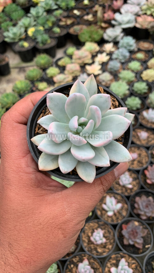 Pachyphytum Hookeri Variegated, real gallery image #1 plants. Picture taken directly from kaktus.id community Pachyphytum farmer green houses.