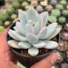Pachyphytum Hookeri Variegated, real gallery image #6 plants. Picture taken directly from kaktus.id community Pachyphytum farmer green houses.