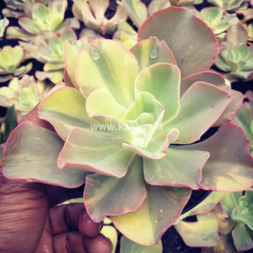Echeveria Shaviana Curly Variegated / Echeveria Can Can Variegated, real gallery image #29 plants. Picture taken directly from kaktus.id community Echeveria farmer green houses.