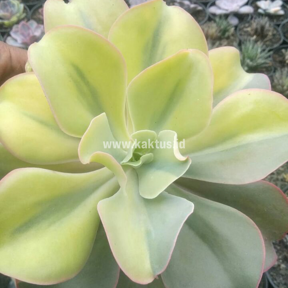kaktus.id