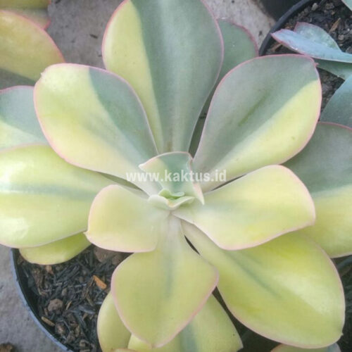Echeveria Shaviana Curly Variegated / Echeveria Can Can Variegated, real gallery image #27 plants. Picture taken directly from kaktus.id community Echeveria farmer green houses.